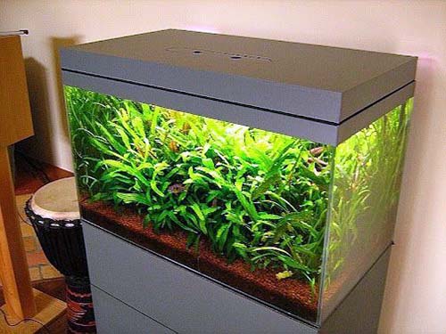 aquarium-hood