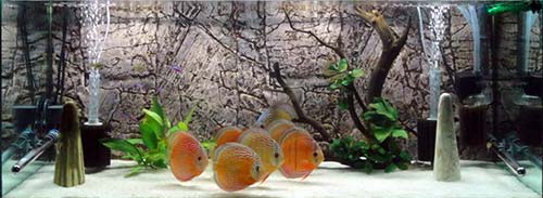 discus-decorations