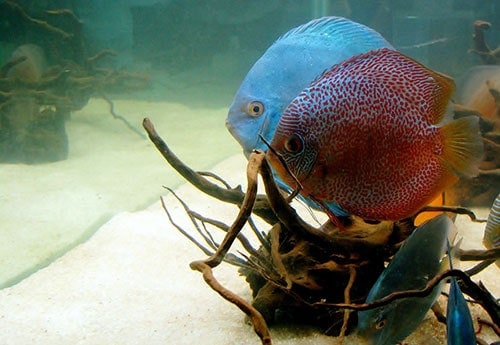 discus-fish-aquarium-sand
