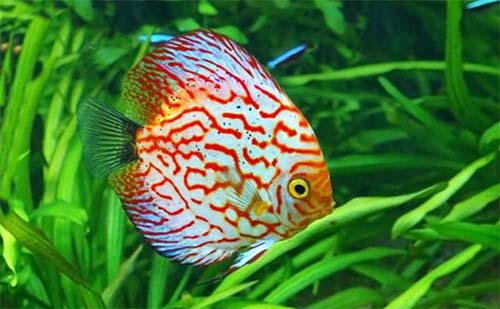 live-plants-for-your-discus-tank