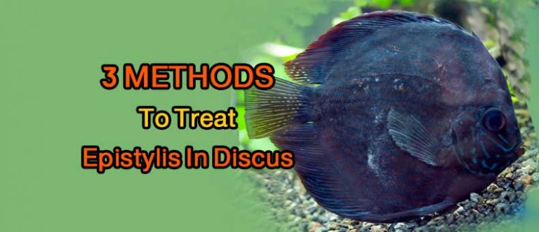 Epistylis In Discus | 3 Treatment Methods – Discus Rescue