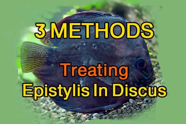 Epistylis In Discus | 3 Treatment Methods – Discus Rescue