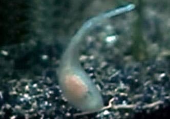 snail leech