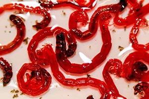 download bloodworm bites