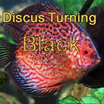 6-reasons-discus-turning-black