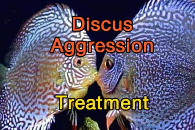 How Do You Deal With Aggressive Discus Fish? – [ANSWERED] – Discus Rescue