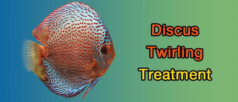 Discus Twirling (Parasite Infection Cause) – Discus Rescue