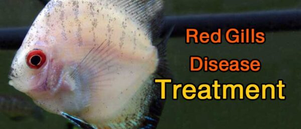 Red Gills Disease in Discus – Not Gill Fluke – Discus Rescue