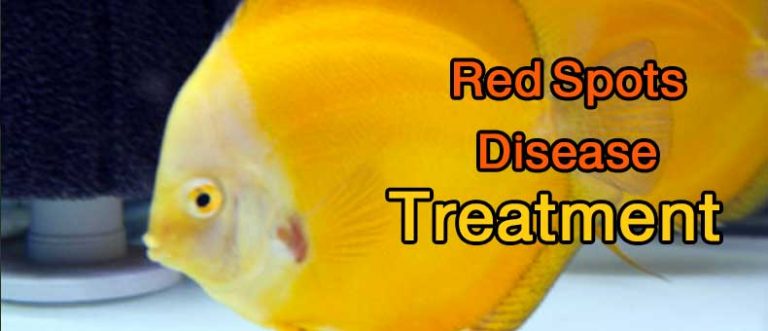 Discus Red Spot Disease Treatment – Discus Rescue