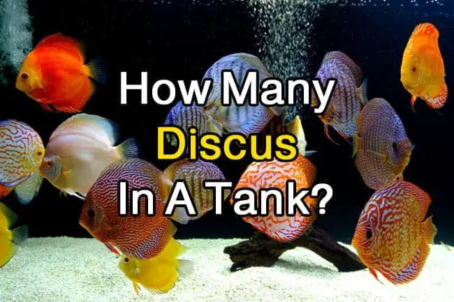 How Many Discus Can I Keep in A 55 Or 100- Or 150-Gallon Tank? – Discus Rescue