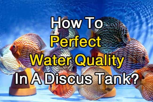 discus water quality