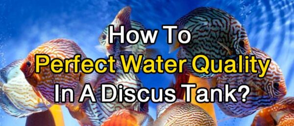 How Do You Keep Discus Water Quality Perfect? – Discus Rescue