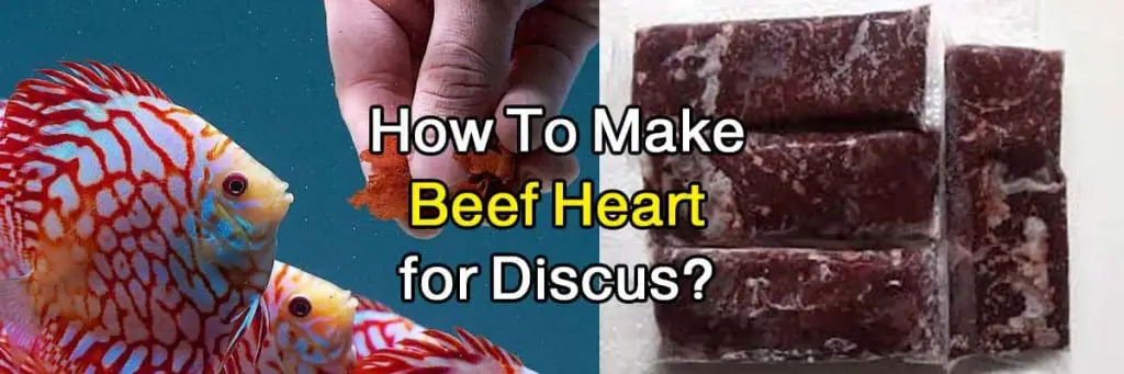How to make beef heart for discus fish?