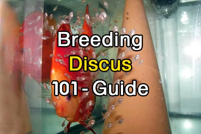 breeding-discus-101-guide-for-biggeners