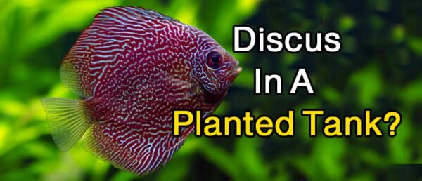 How Do You Keep Discus In A Planted Tank? – Discus Rescue