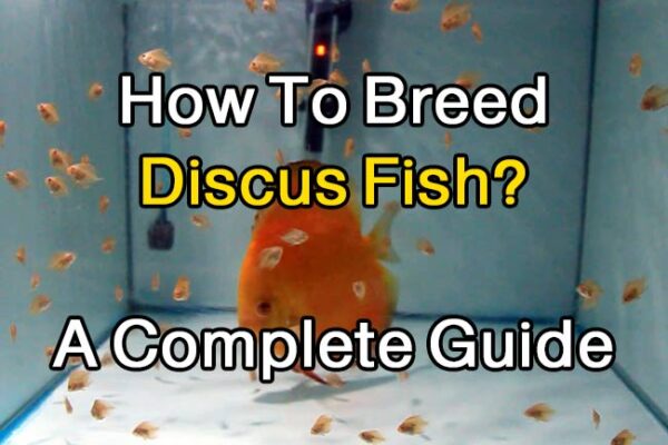 How Many Discus Can I Keep in A 55 Or 100- Or 150-Gallon Tank? – Discus ...